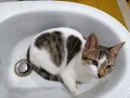 gato-mato-small-0