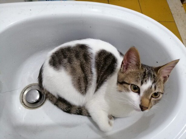 gato-mato-big-0